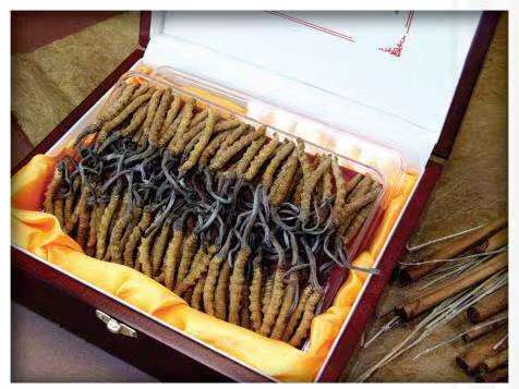 武汉冬虫夏草回收